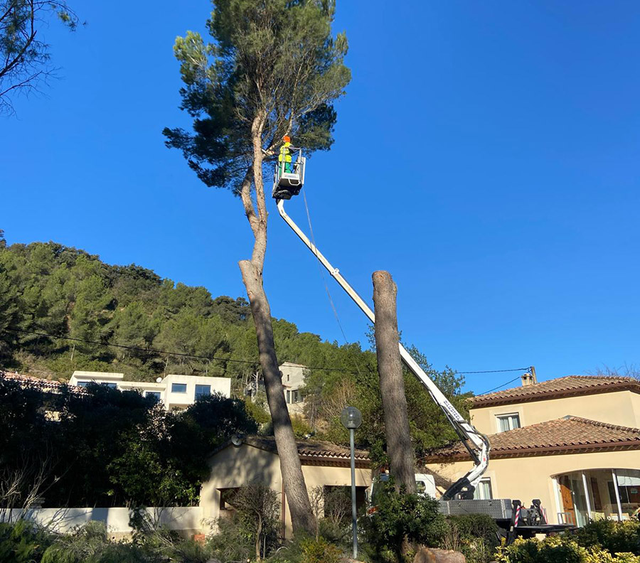 abattage et élagage d'arbres avec nacelle