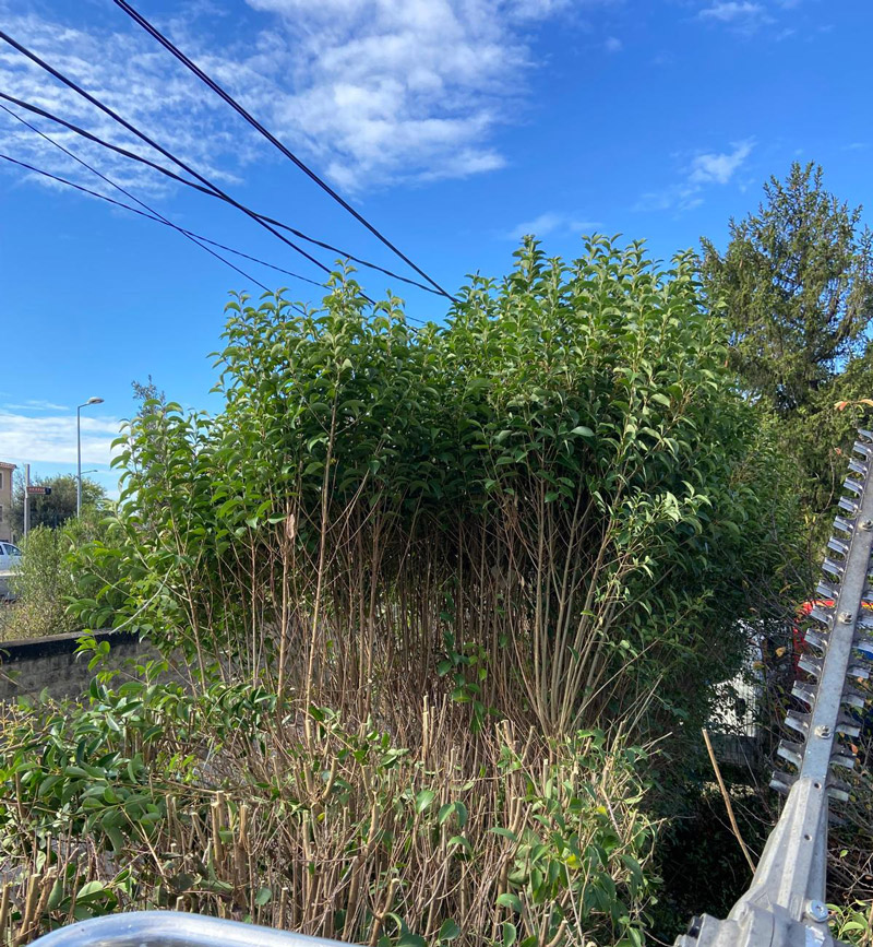 Entretien de jardin avec nacelle