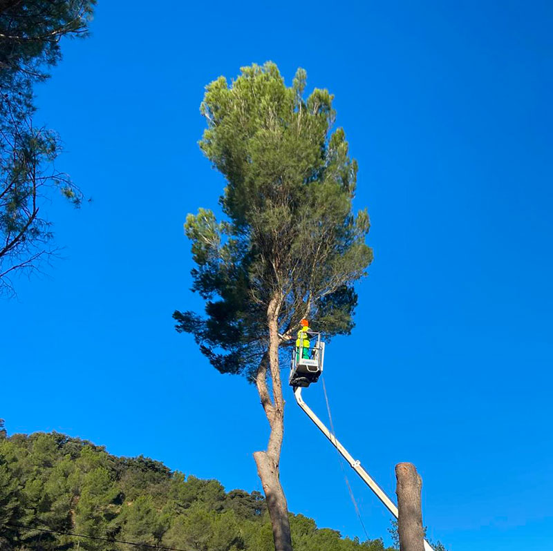 jardinier élagueur qualifié