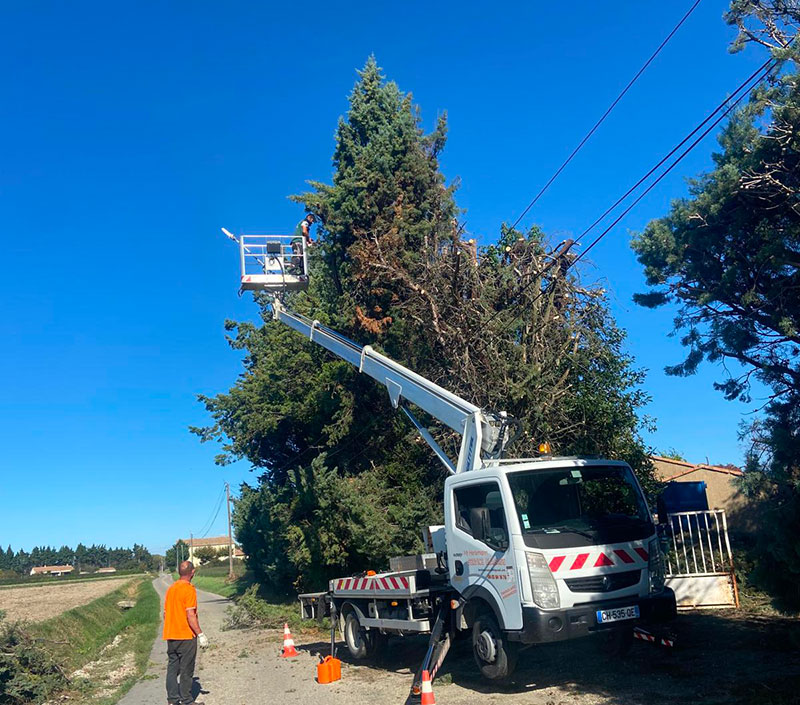 Étêtage arbre