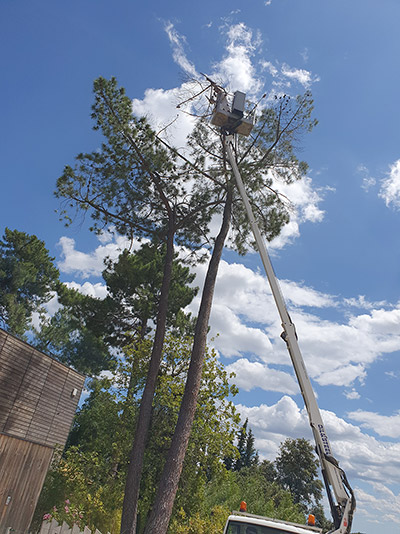 Étêtage arbre