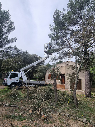 Étêtage arbre