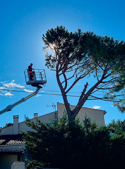 Étêtage arbre